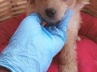 MALTİPOO SON İKİ ERKEK YAVRU