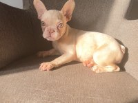 Ev bakımı french bulldog yavrularım