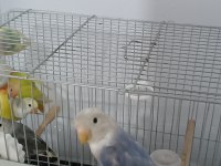 SEVDA PAPAĞANI YENİ YEME DÜŞMÜŞ