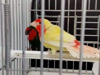 Parrot ve Star İspinoz