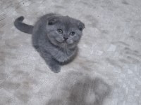 Scottish Fold Minnoşum