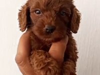 Birbirinden Güzel Poodle Yavruları
