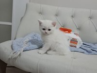 Scottish fold son yavrularımız