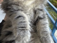 50 Günlük British Longhair