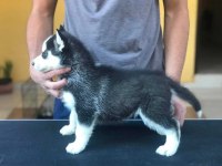 Safkan Husky yavrularım