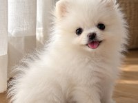 Pomeranian yavrularımız teacup garantili