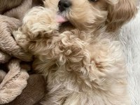 MÜKEMMEL MALTİPOO LAR SİZİN İÇİN BURADA