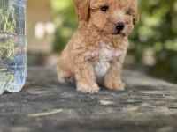 Orijinal Maltipoo yavruları