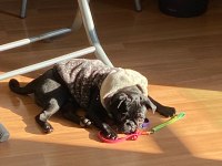Black pug dişi