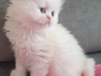 Muhteşem british longhair erkek bebek