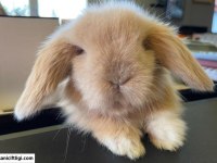 Mini Lop Tavşanı Çiftliği - Her İle Gönderim!