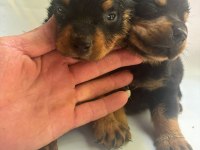 Rottweiler Yavrularımız Yeni Yuvasını Arıyor