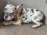 Renkli gözlü french bulldog yavrularım