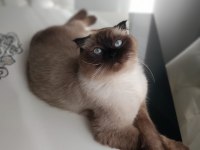 2 yaşında blue point scottish fold