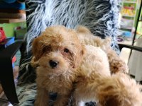 MALTİPOO YAVRULAR