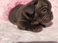 Choco And Tan ve Choco Çikolata tadında french bulldog