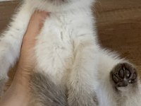 Chocallate point british shorthair yavrumuz
