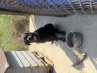 Erkek Rottweiler 2023