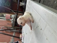 Sütten Kesilmiş Bir Aylık Safkan Dişi Maltese Terrier