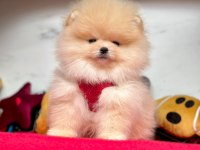 Safkan Pomeranian Boo Bebekler