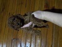 Toypoodle Bebekler 