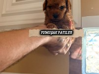 Toy Poodle Köpeği