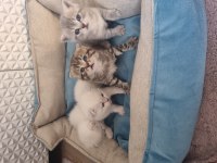 Pamuk şekerlerim kedilerim