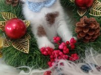 British shorthair kediğiği sahiplendirme