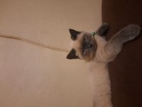 3 aylık british shorthair yavruyu sahiplendirmek istiyoruz