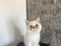 Brıtısh Shorthairred Point Yavrularım