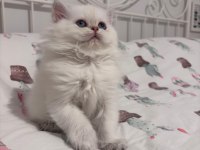 Safkan British Longhair Bebekler