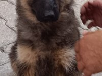Showline longhair alman çoban köpeği