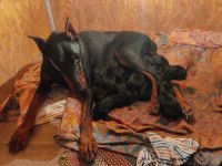Sağlam Kan 3 Aylık Kulak Kuyruk Bitti Saf Doberman