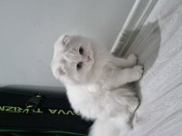 Scottish Fold Longhair 7 aylık erkek