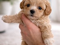 F1 Maltipoo toy boy yavrular