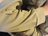 SAFKAN SICAKKANLI BRITISH SHORTHAIR KEDİLER