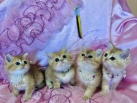 British shorthair yavru kediler