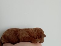 Toy poodle yavrumuz