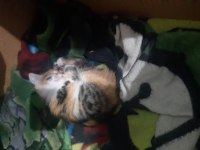 TATLI YAVRU KEDİLERİMİZ