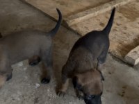 Yeni doğan belçika kurdu yavrularım