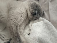 Scottish fold kedimizi sahiplendirmek istiyoruz