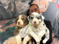 DUNYANİN EN ZEKİ IRKI BORDER COLLIE