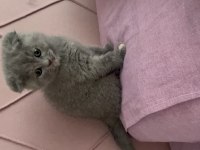 Acil sahiplendirilecek scottish fold eskişehir