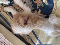 Shih-tzu dişi