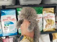 Scottish fold longhair prenses