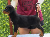 A Şecereli Rottweiler Yavrularım