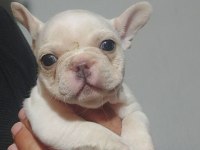 Yavru french bulldog