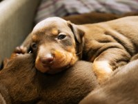 Kaliteli King Doberman Kızı Siyah Yavrular
