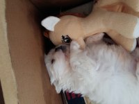 ÜCRETSİZ KÖPEĞİMİZ