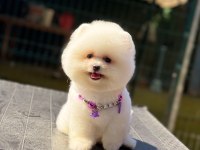 Pomeranian boo köpeği